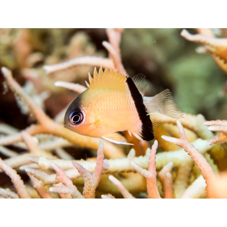 Chromis retrofasciata Black-bar chromis M - imagine 3